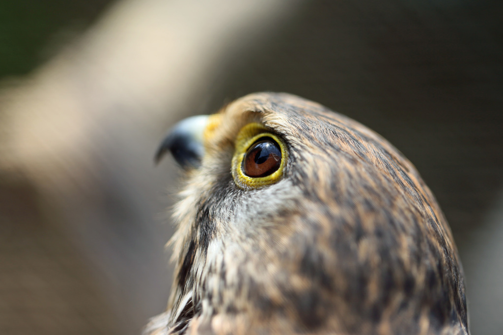 瞳の中に映る物