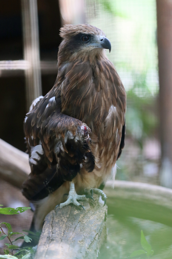 寝ぐせついてるに