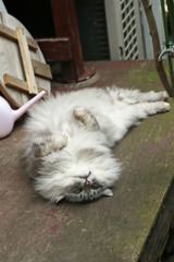 リラックスにゃにゃその5