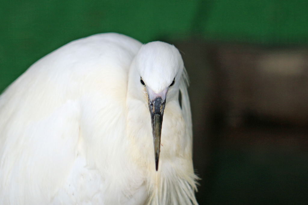 ポートレート-5