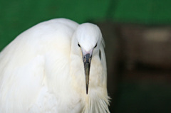 ポートレート-5