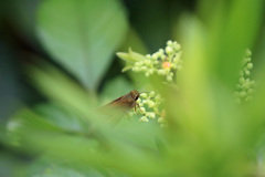 葉っぱの前ボケ