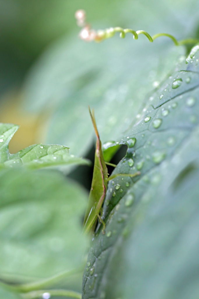 雨上がり