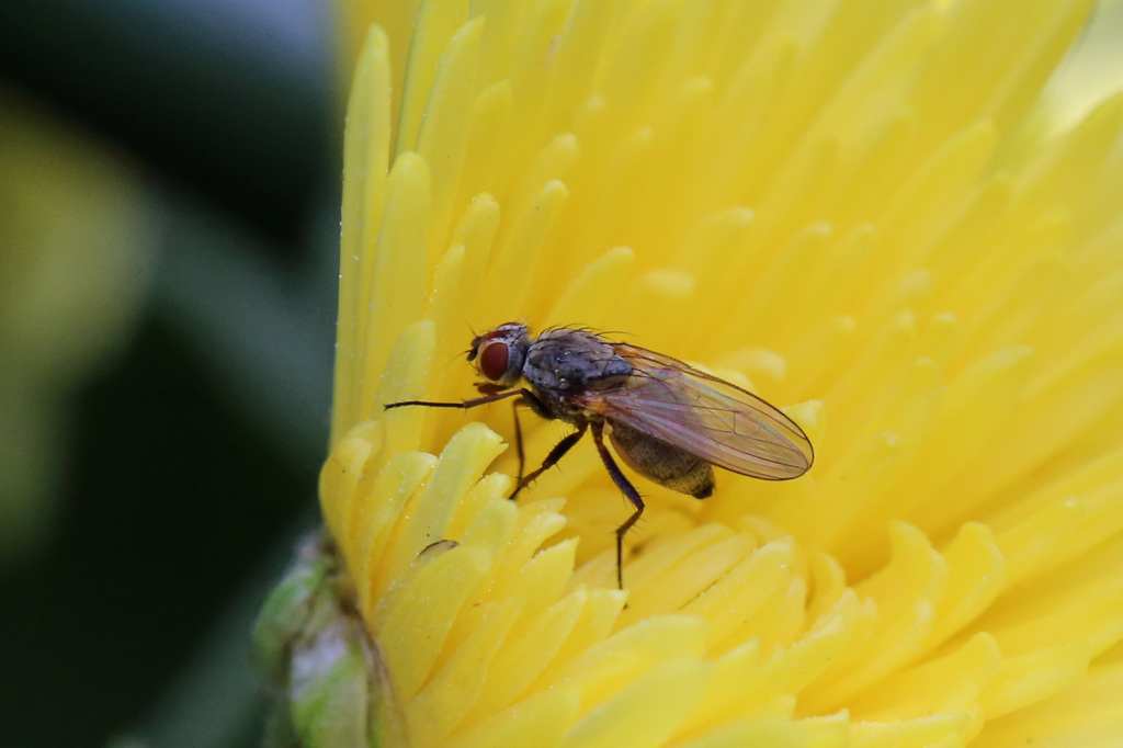 この菊おいしいよ
