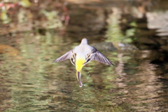 キセキレイ飛ぶ-2