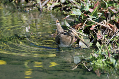 タシギのポーズ-4