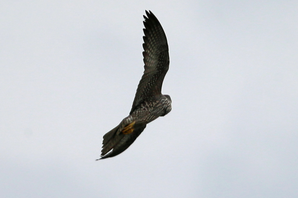 ハヤブサお腹-1