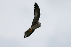 ハヤブサお腹-1