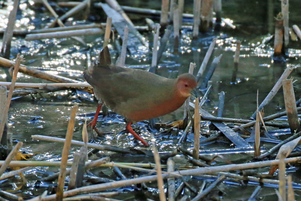 初ヒクイナその3