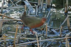 初ヒクイナその3