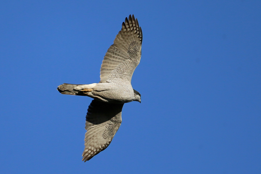 日差しをあびたオオタカ成鳥