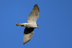 日差しをあびたオオタカ成鳥