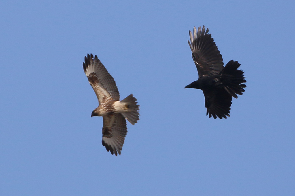 カラスのほうが大きいのね