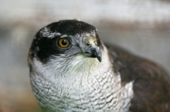 僕オオタカです