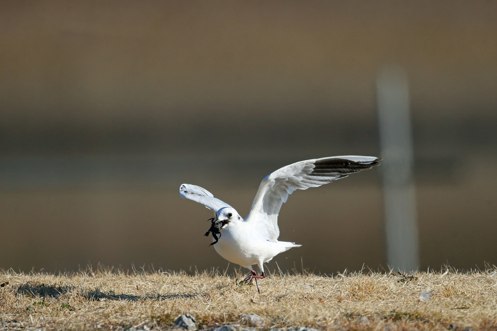 ズグロカモメカニくわえるその4