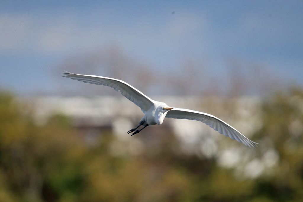 ダイサギセーフ