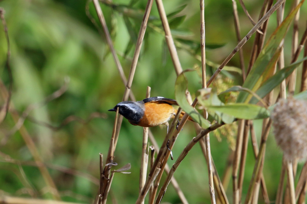 ジョウビタキ飛び出し