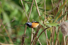 ジョウビタキ飛び出し