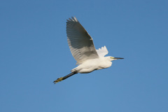 コサギシリーズ-3