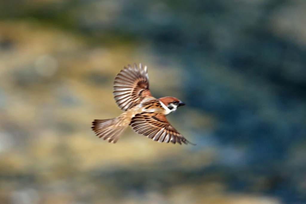 スズメがセーフ