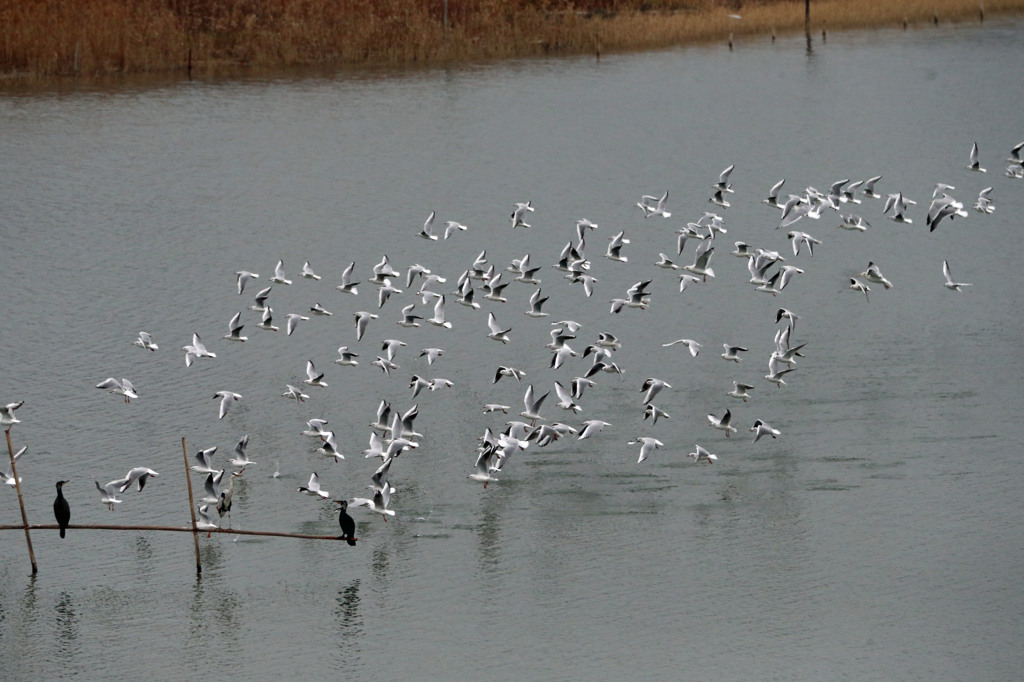 見送るカワウさん