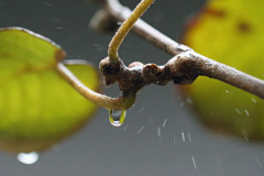 水飛沫