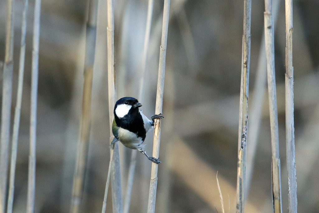 シジュウカラ定番写真