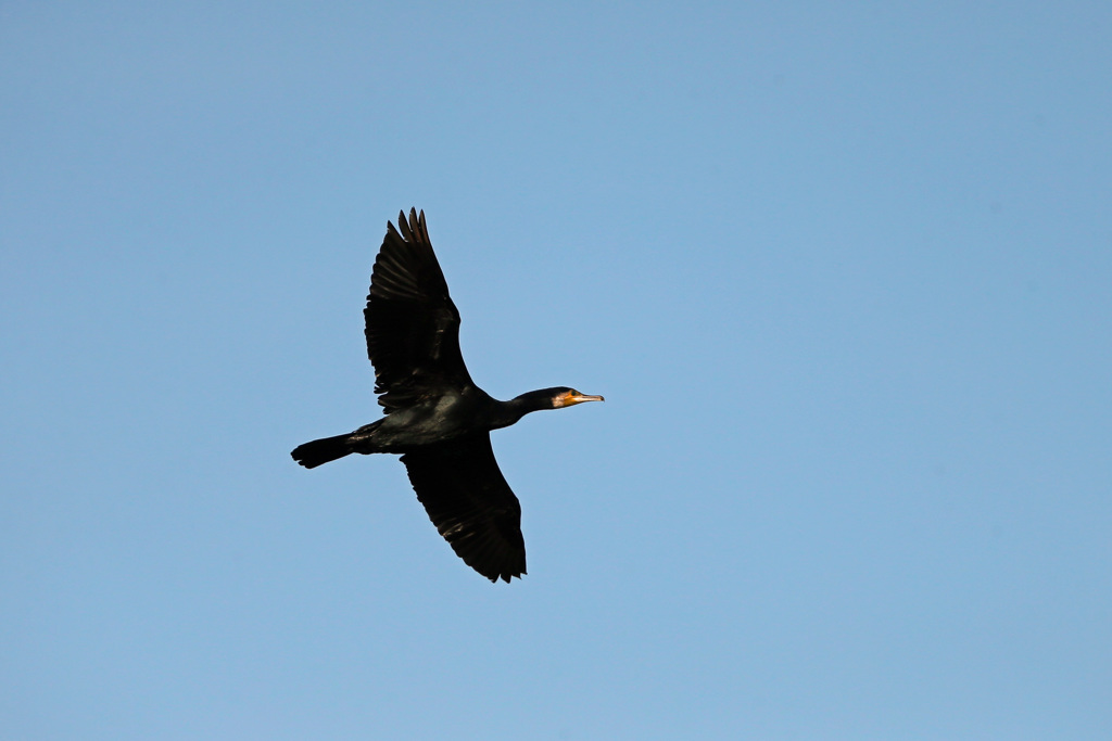カワウがセーフ