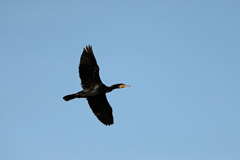 カワウがセーフ