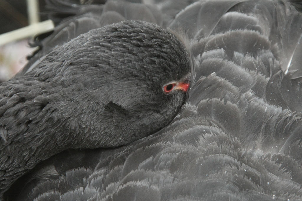 鳥さんのポートレートー6