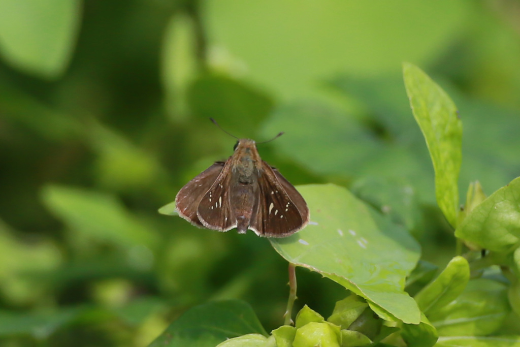 セセリん上から
