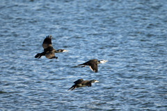 コールは目の前