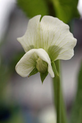 スナックエンドウの花