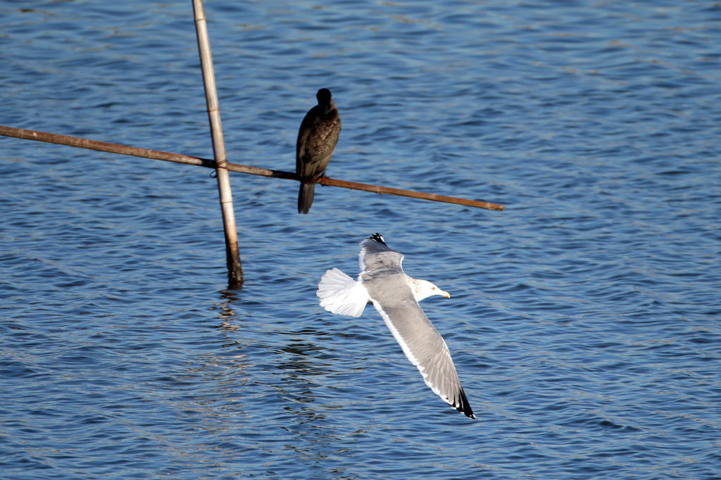 カワウさん知らんぷり