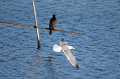 カワウさん知らんぷり