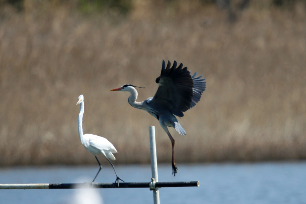 着地邪魔するダイサギ君