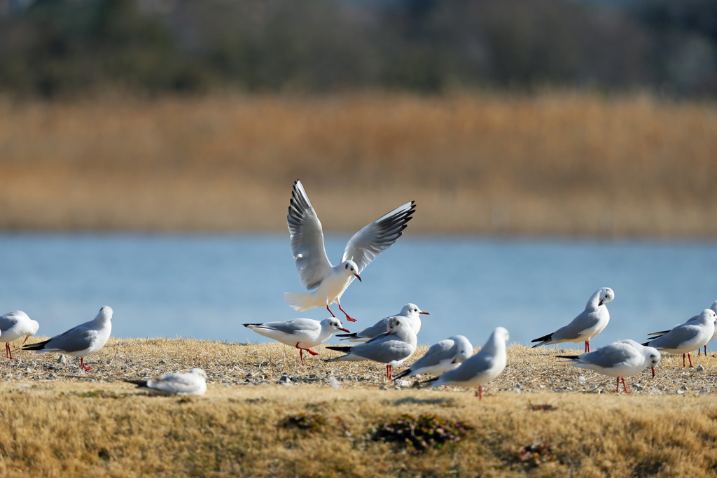 ユリカモメ整列その1