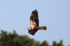 白頭チュウヒ-1