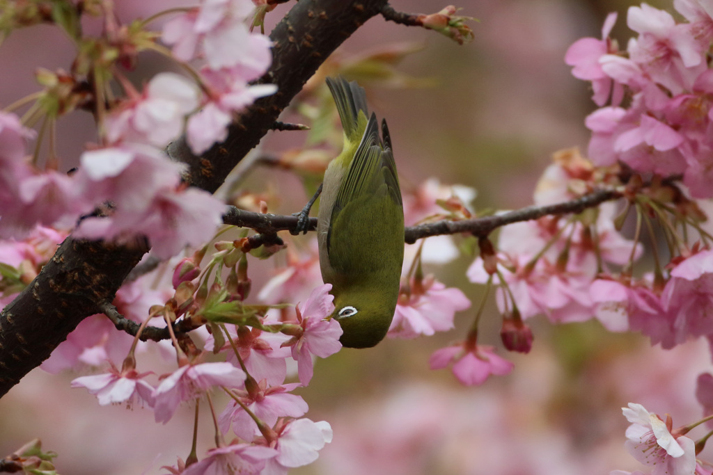 逆さになって蜜を吸うその1