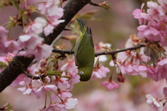 逆さになって蜜を吸うその1 逆さになって蜜を吸うその1