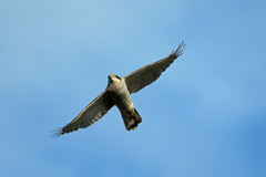 オオタカセーフ