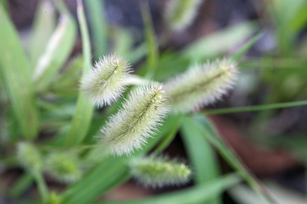足元に秋の気配