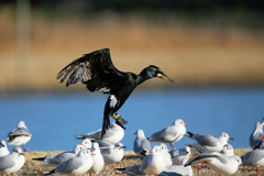 邪魔するユリカモメ