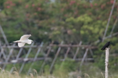 カラス振り向く