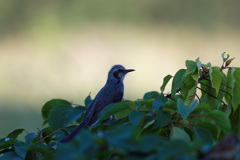 緑のシルエット