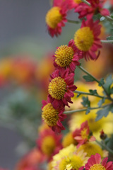 ちょっと地味な菊