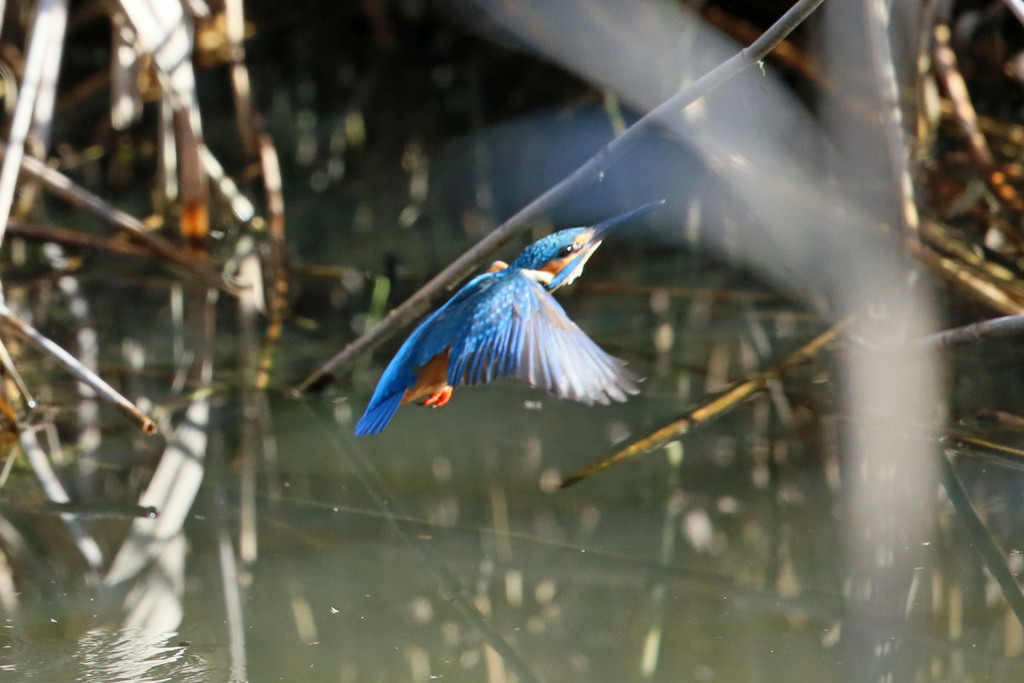 カワセミ上昇その3