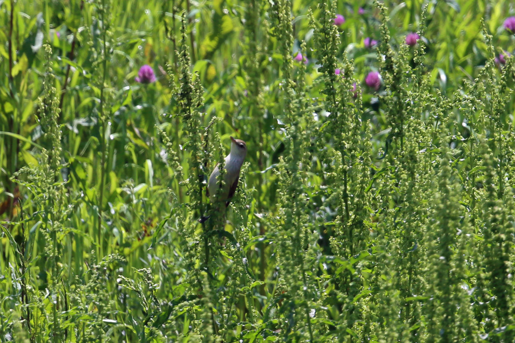 どこにいるのかオオヨシキリその3