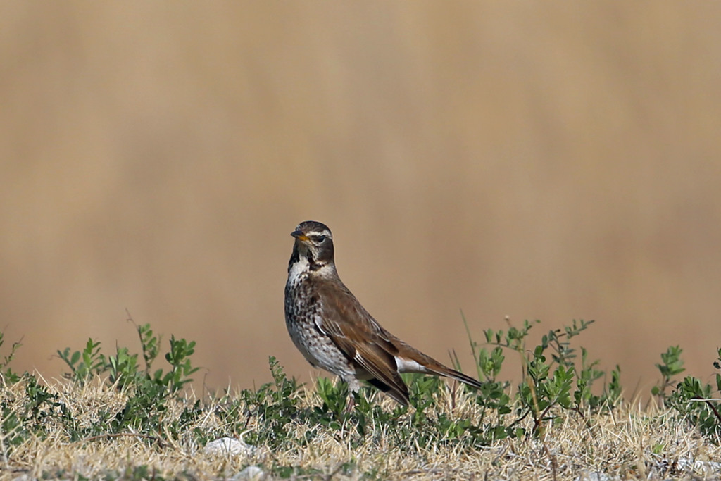 ち～と変わったツグミ君？