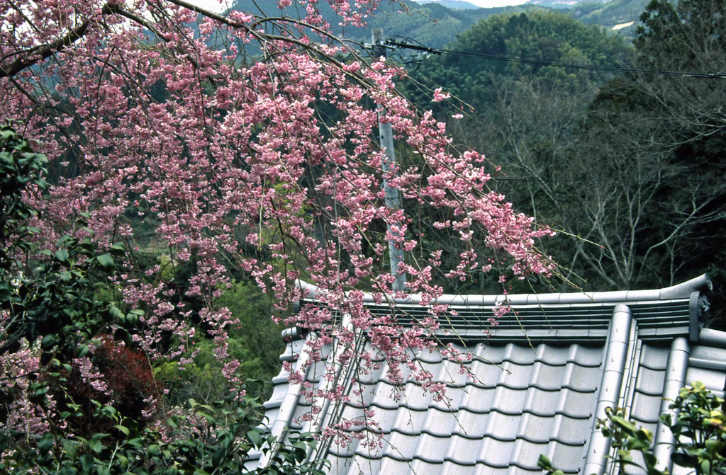 桜